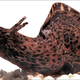 Illustration for article titled Snail brains prove we learn better at some times than others